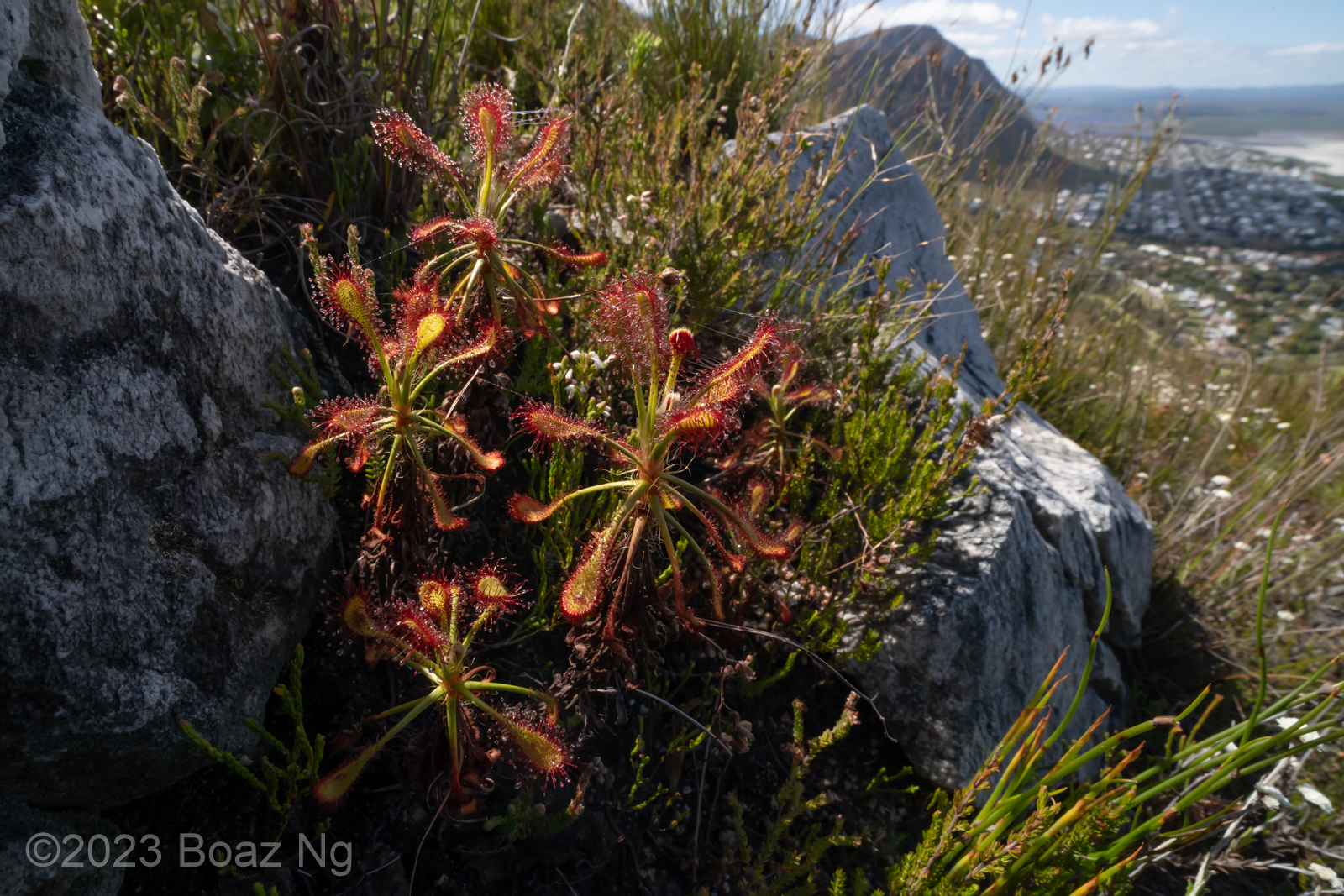 Drosera glabripes Species Profile