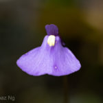 Utricularia dichotoma subsp. oxleyensis Taxon Profile