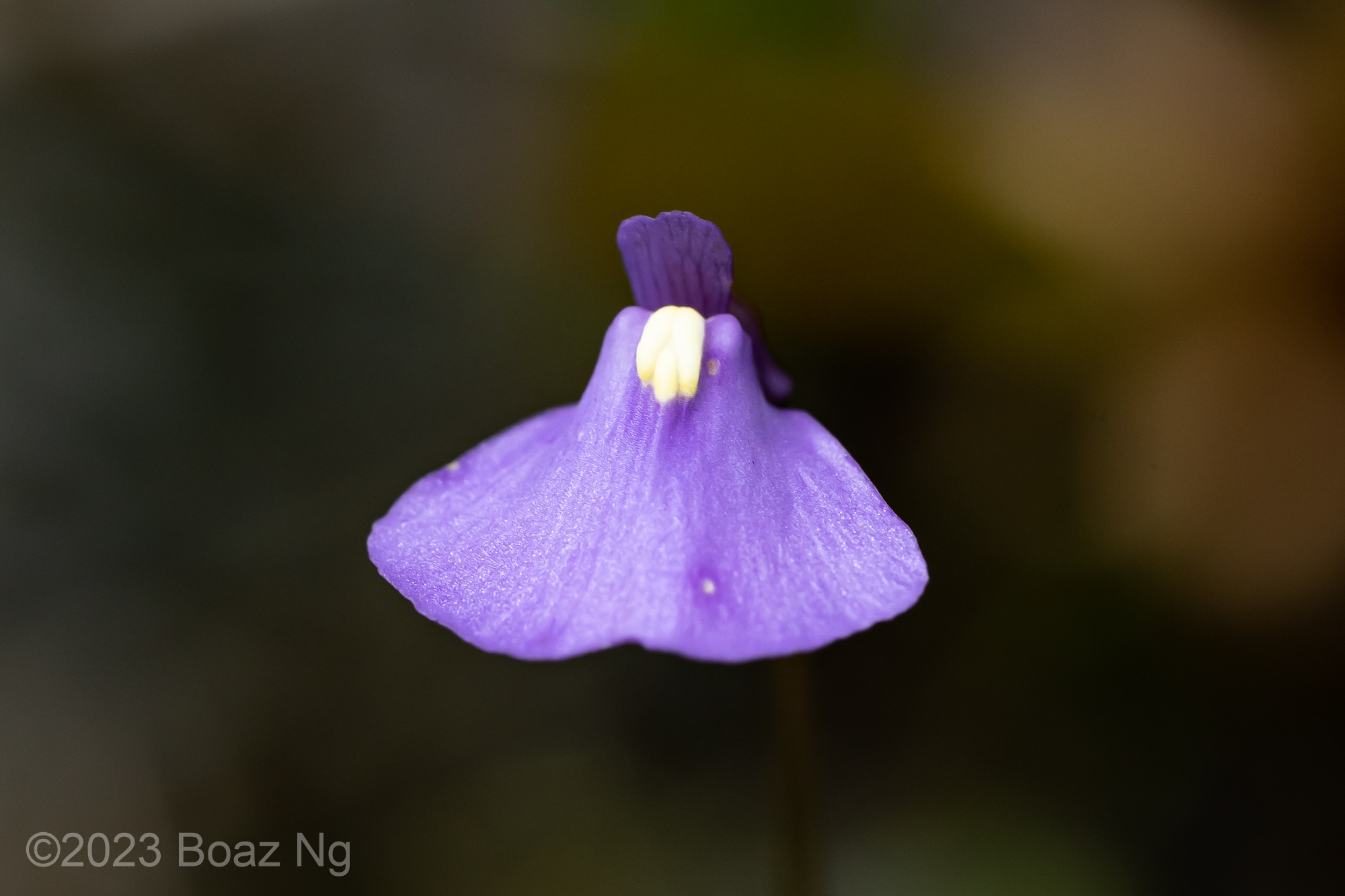 Utricularia dichotoma subsp. oxleyensis Taxon Profile