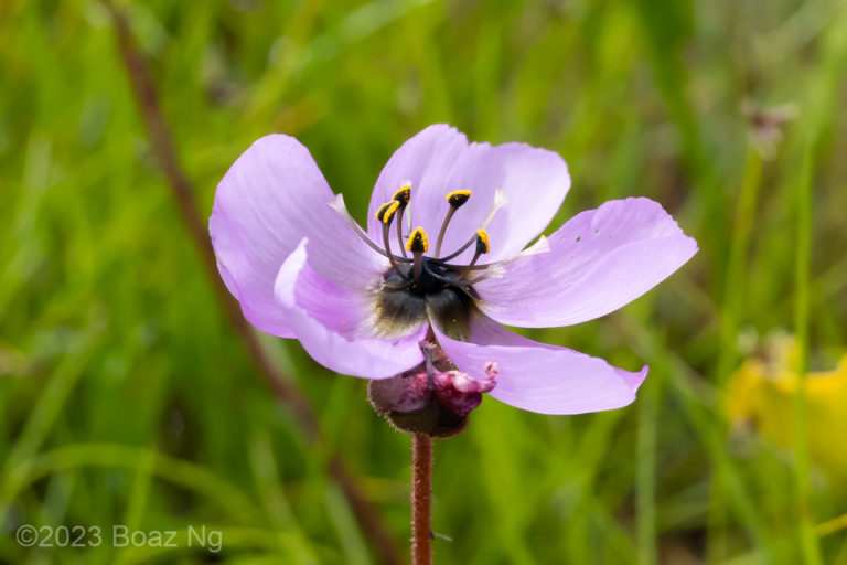 Drosera pauciflora Species Profile