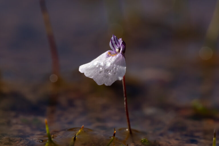 Utricularia brachyceras Species Profile