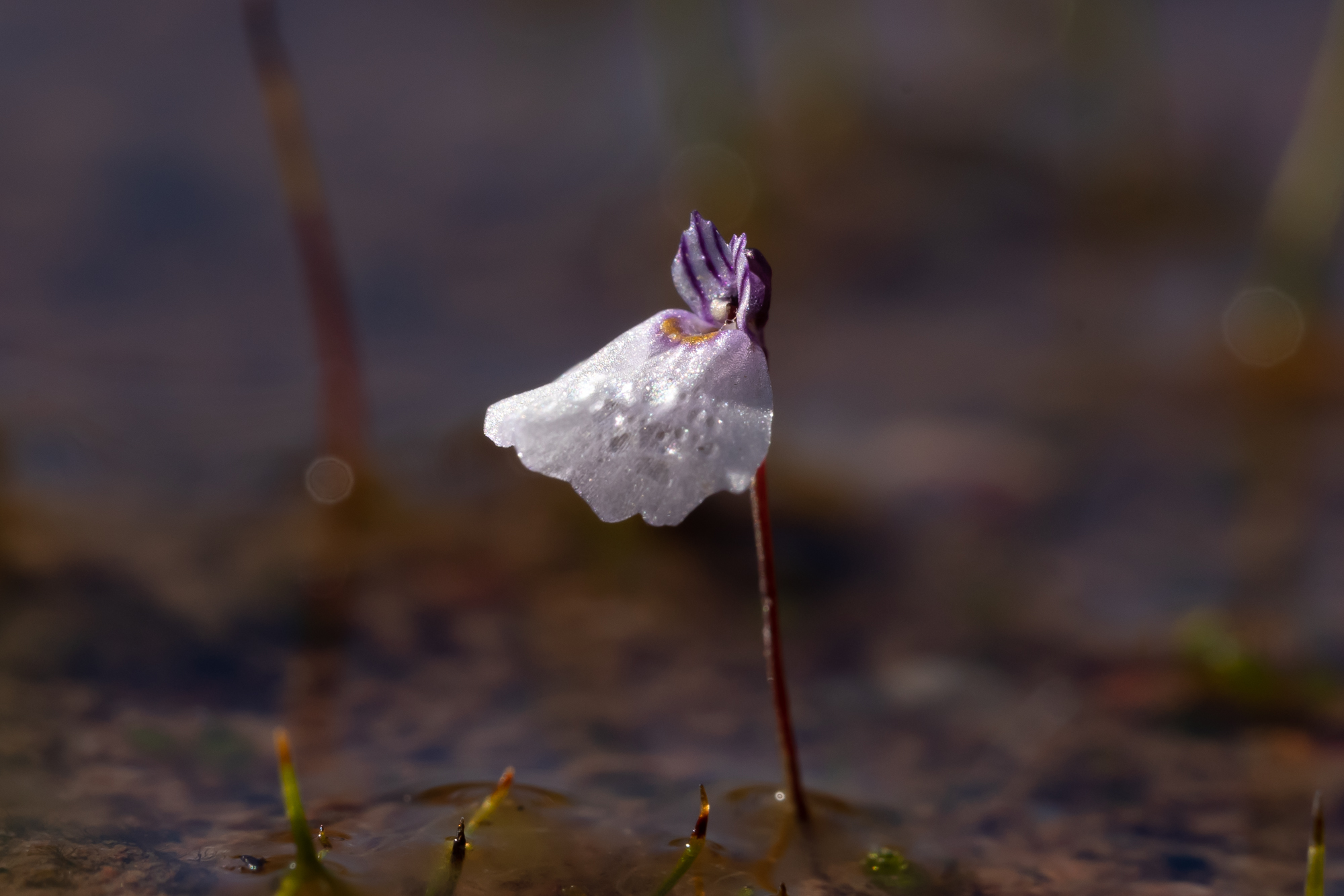 Utricularia brachyceras Species Profile
