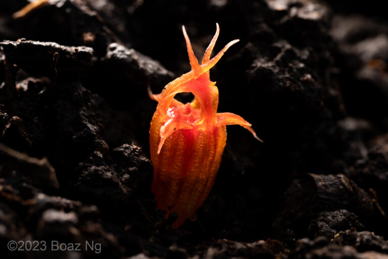 Thismia megalongensis