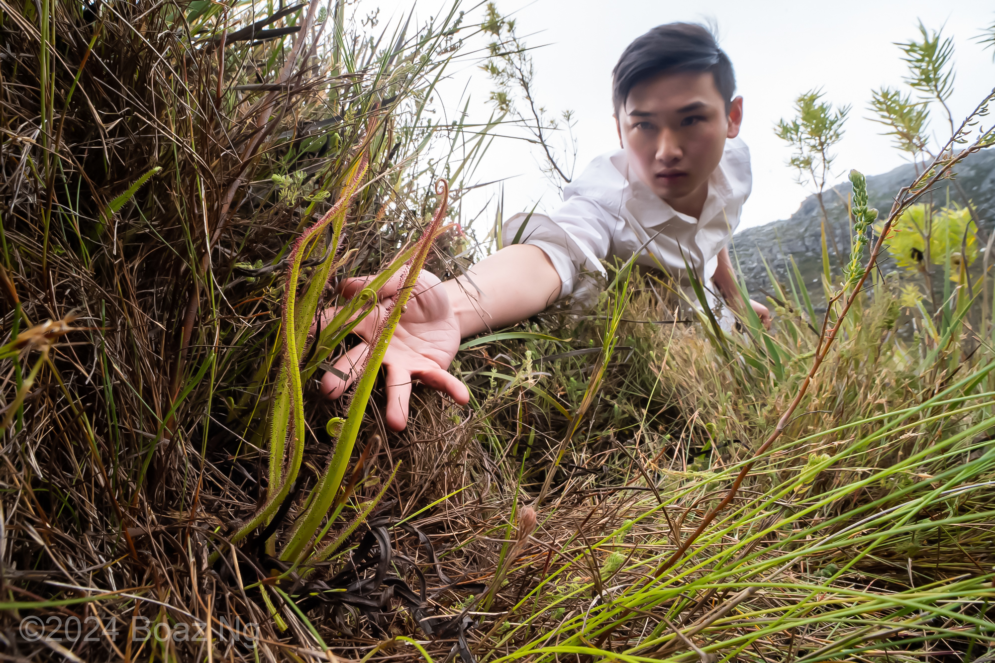 Finding every described sundew in the Western Cape, South Africa