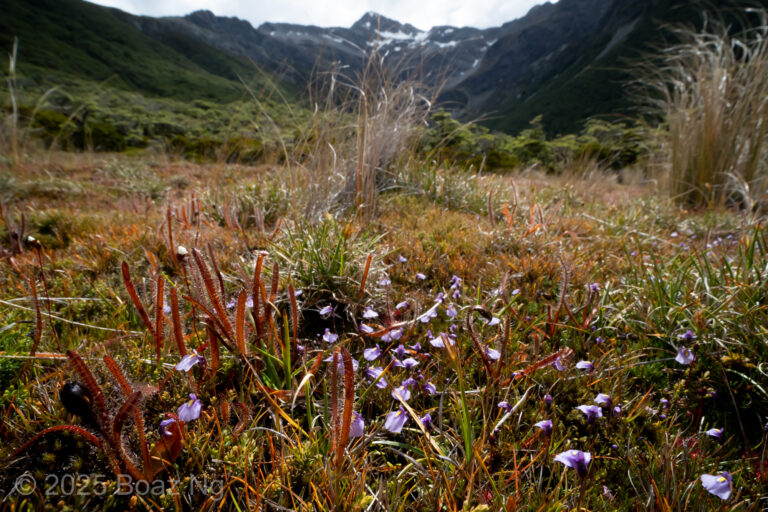 Utricularia dichotoma subsp. novae-zelandiae Species Profile