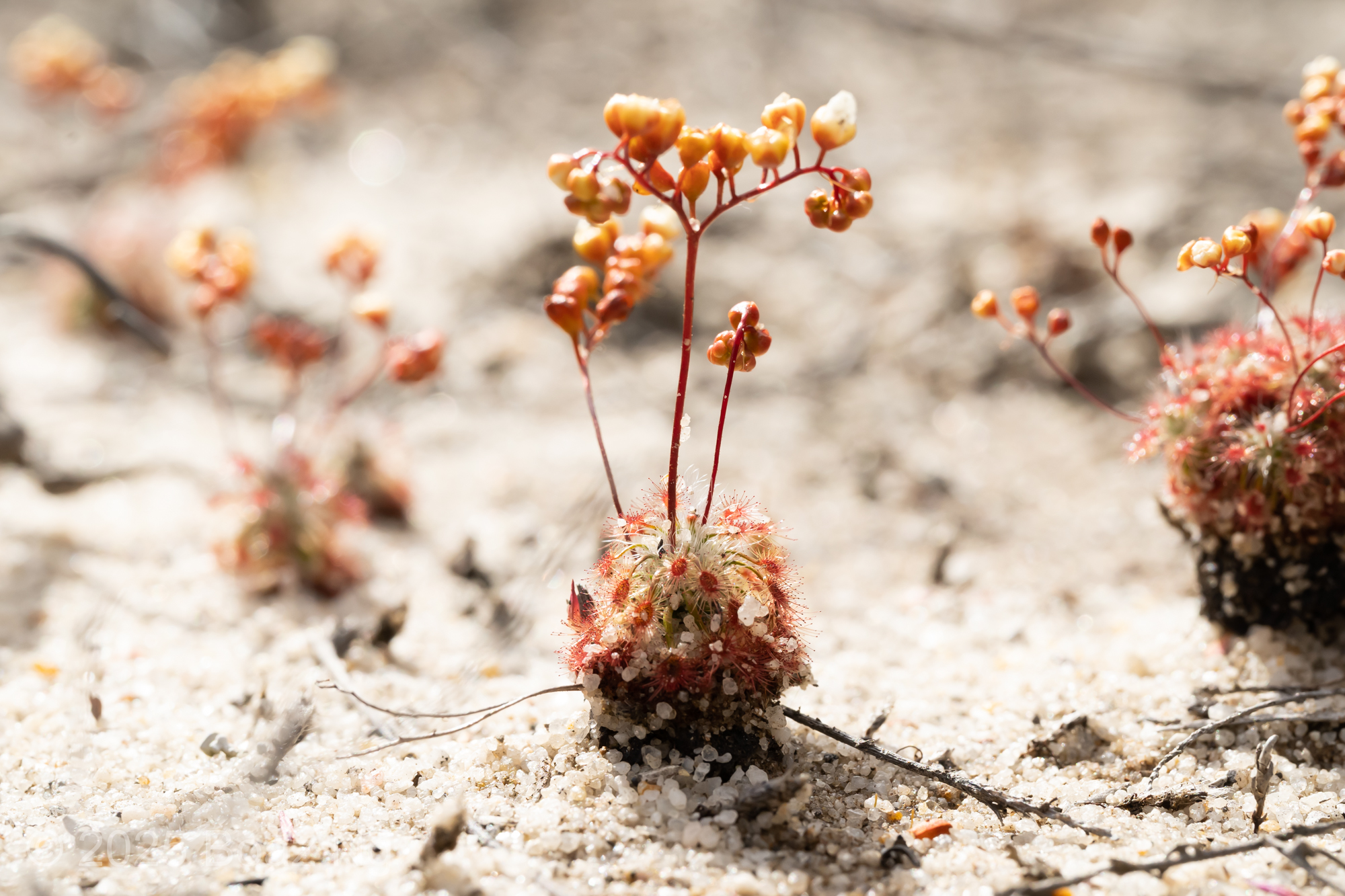 Drosera grievei Species Profile