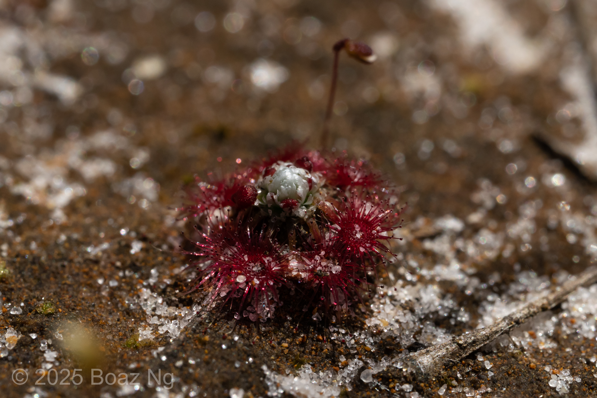 Drosera australis Species Profile