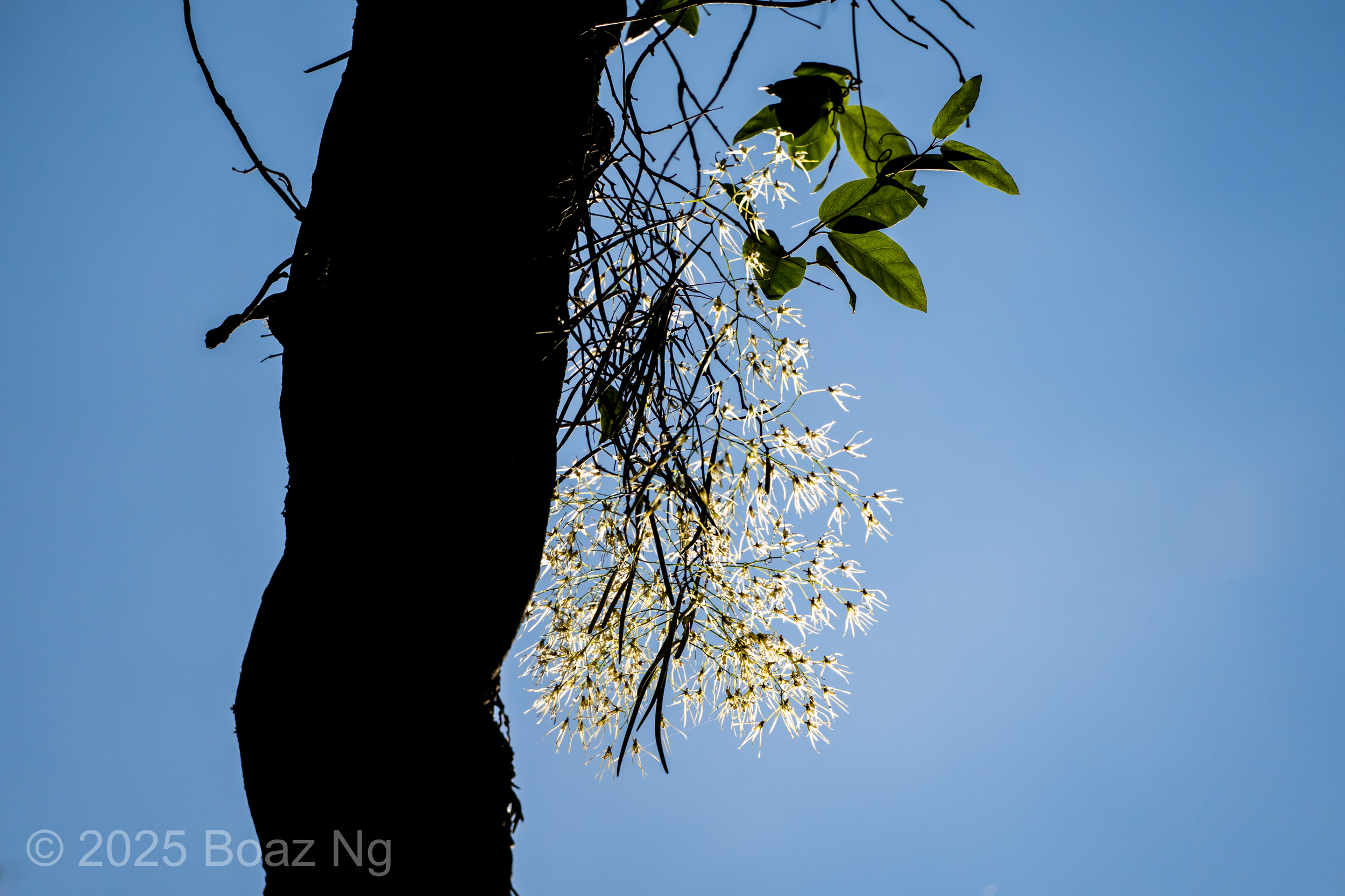 Dendrobium teretifolium with a 300mm lens