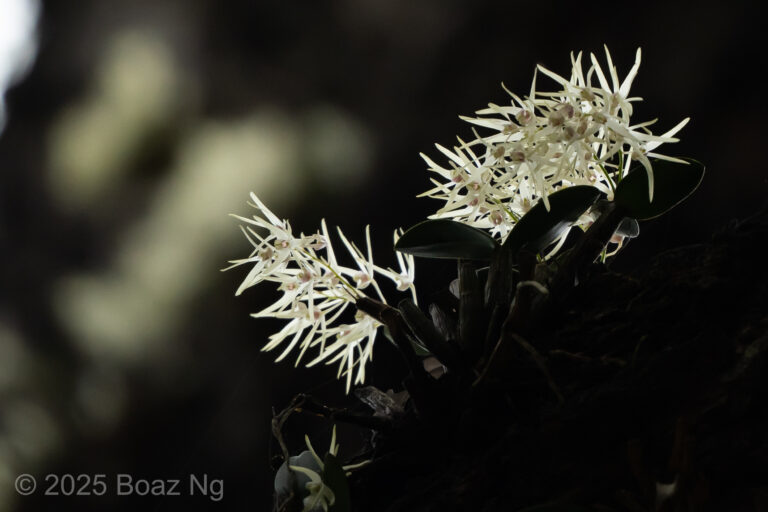 Dendrobium aemulum