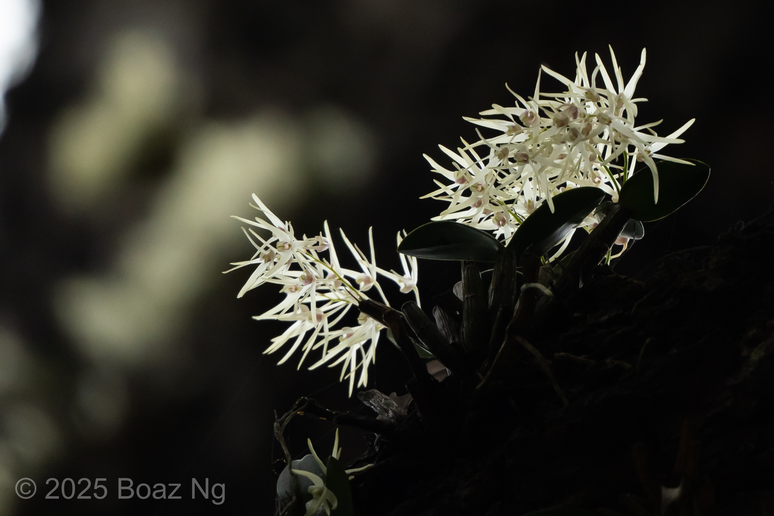 Dendrobium aemulum