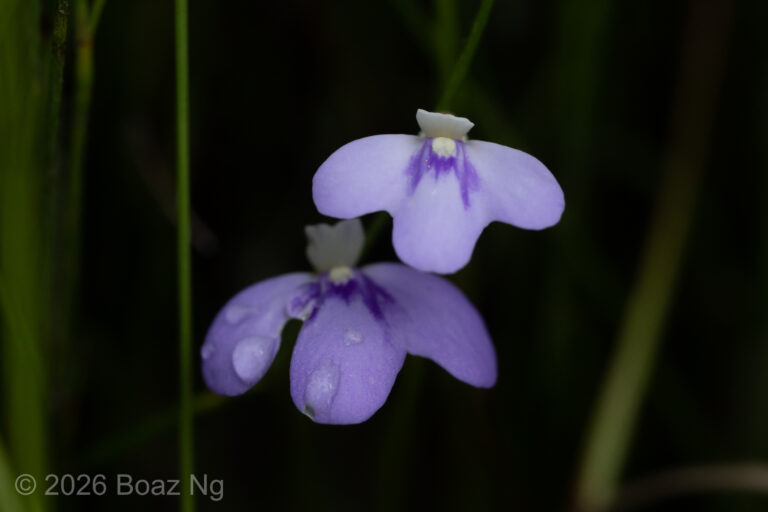 Utricularia disjuncta Species Profile