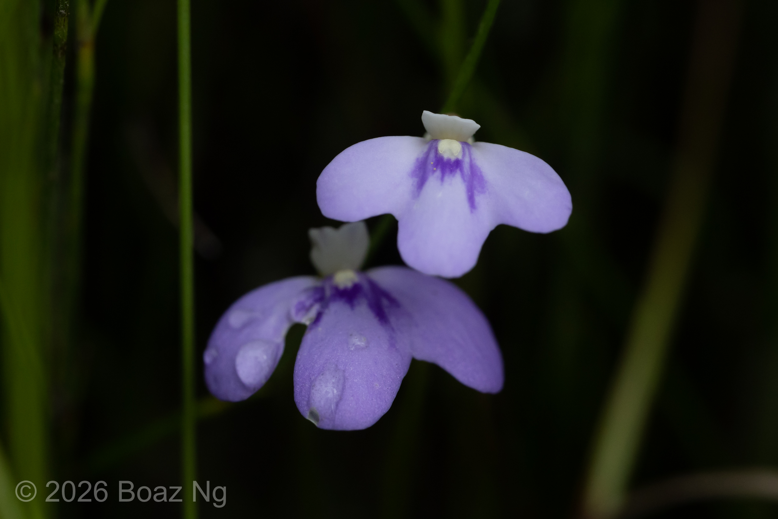 Utricularia disjuncta Species Profile