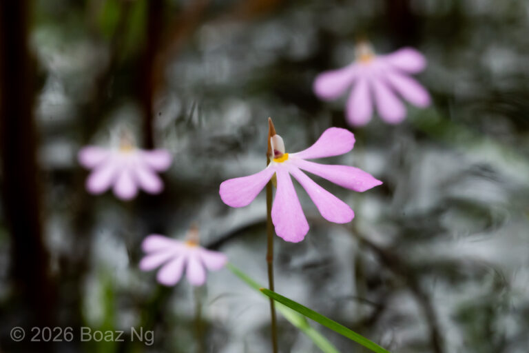 Utricularia cheiranthos Species Profile