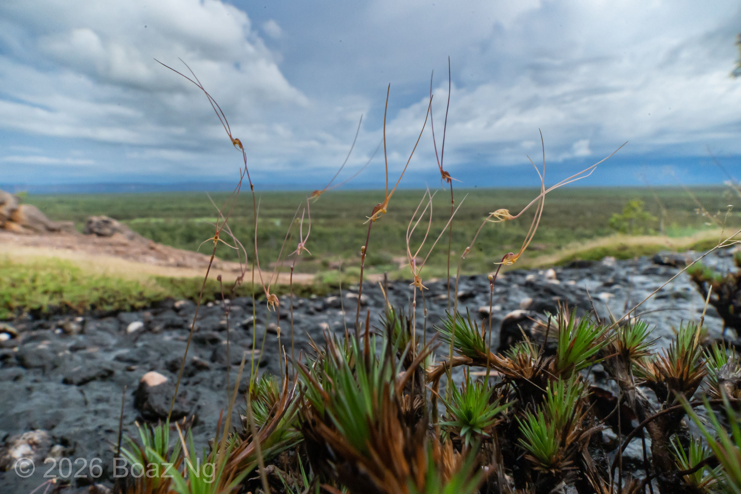 Utricularia dunlopii Species Profile