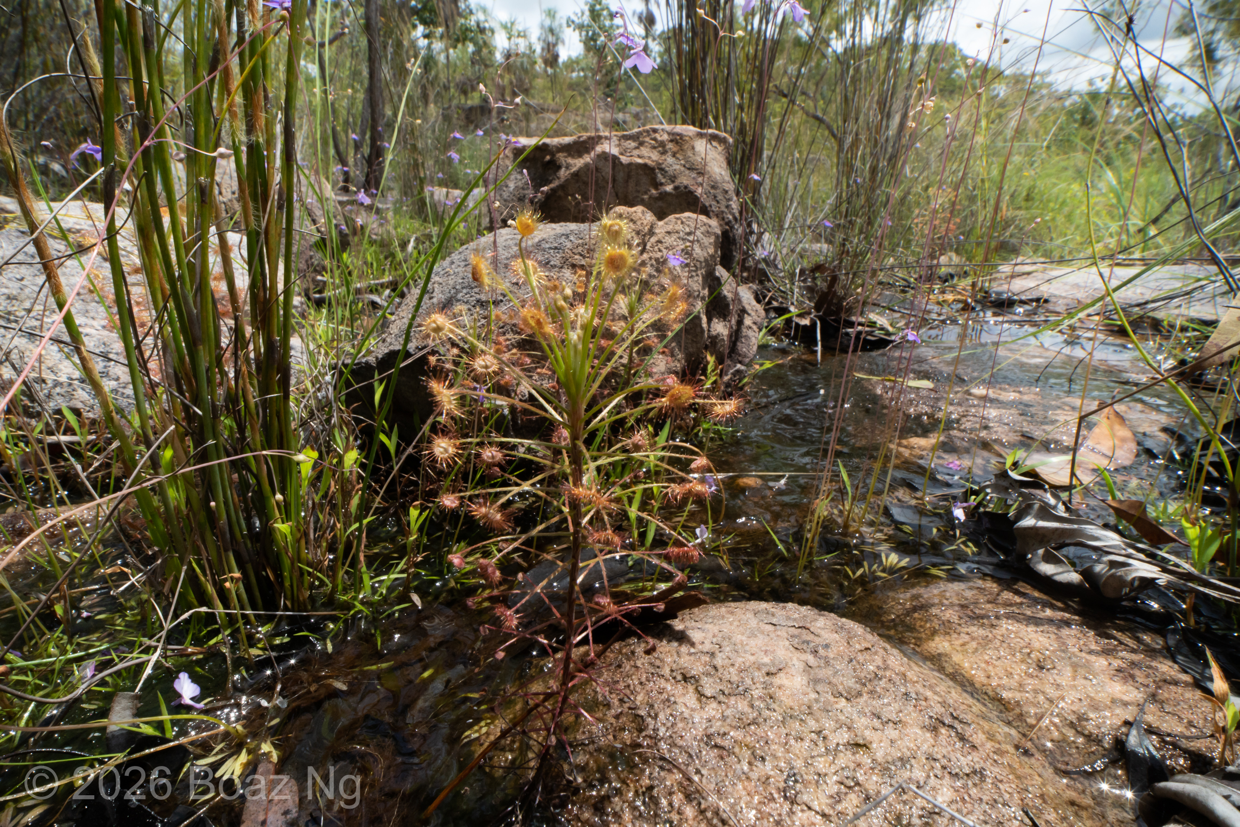 Drosera paradoxa NT Form Species Profile