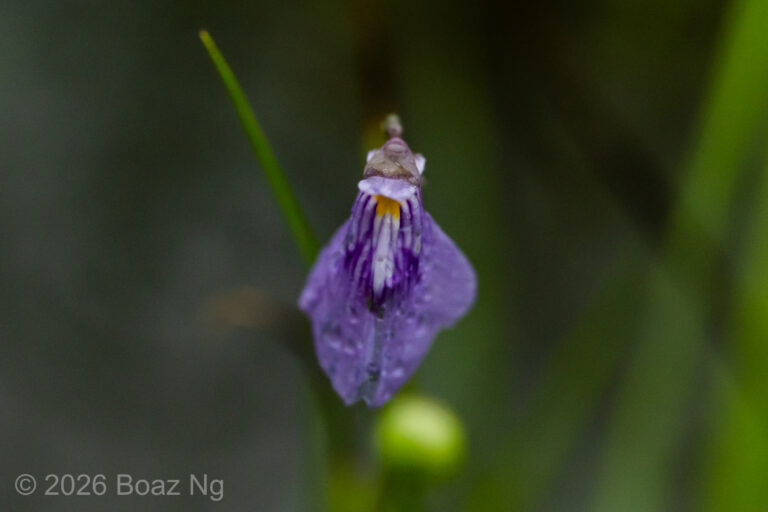 Utricularia baliboongarnang Species Profile