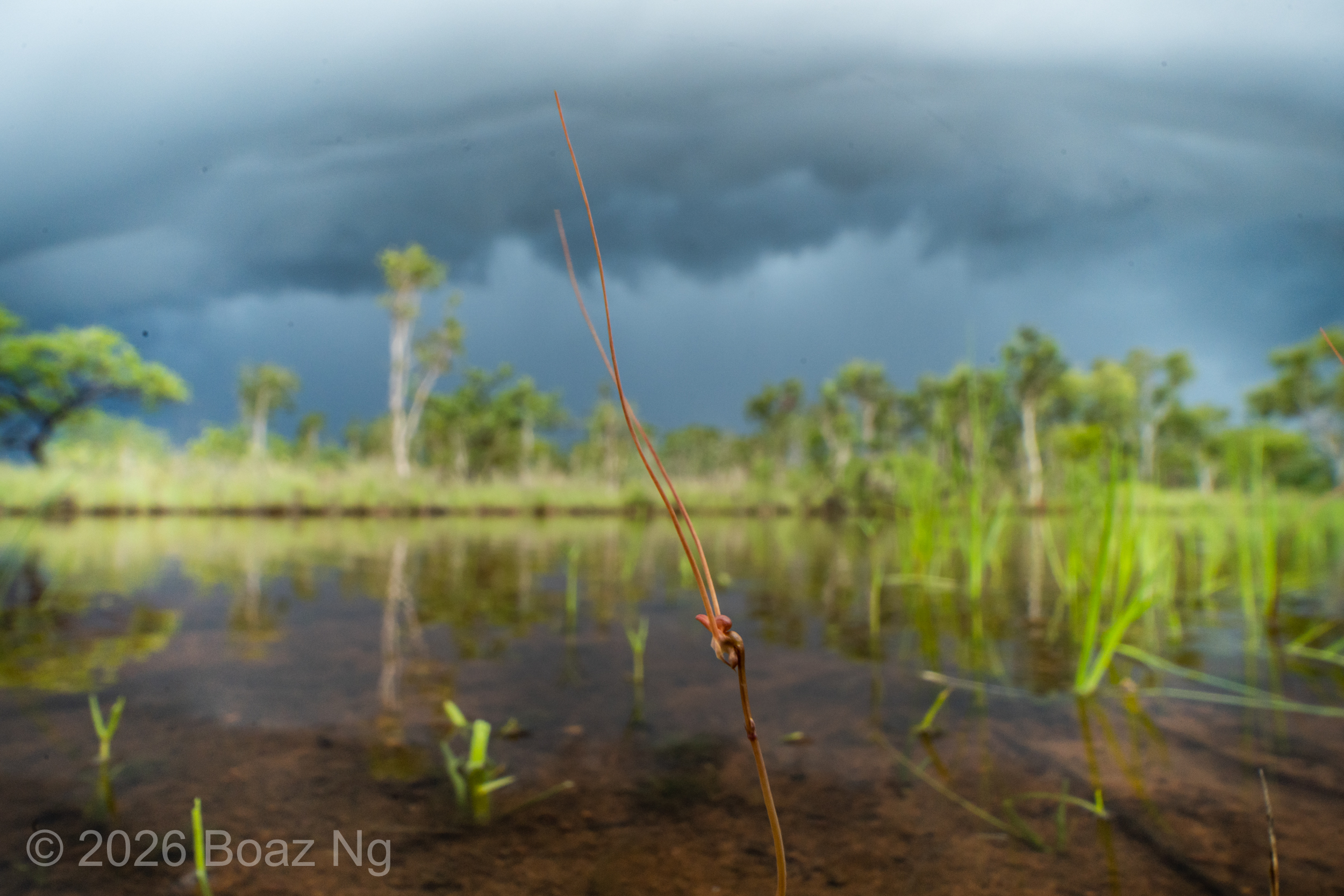 Utricularia albertiana Species Profile