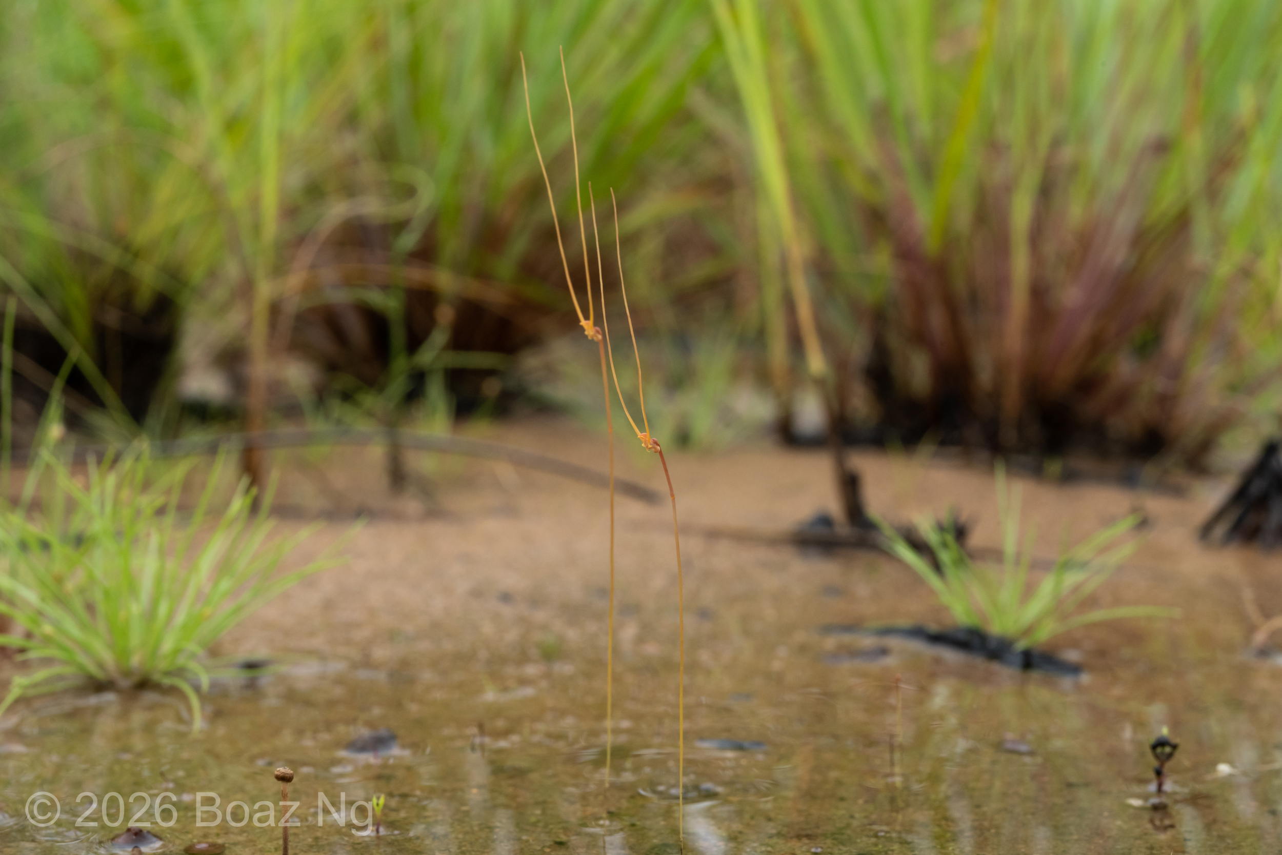 Utricularia antennifera Species Profile