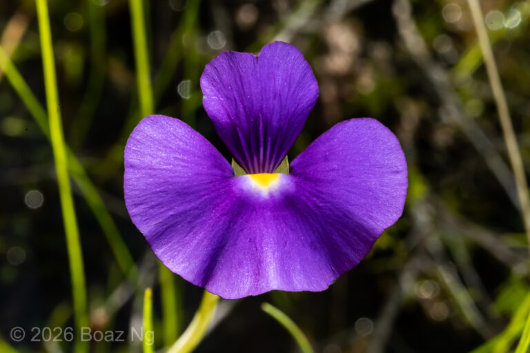 Utricularia singeriana Species Profile