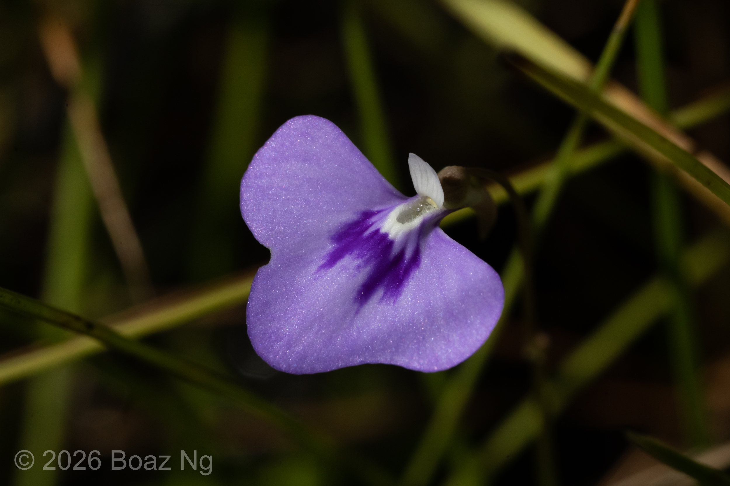 Utricularia leptorhyncha Species Profile