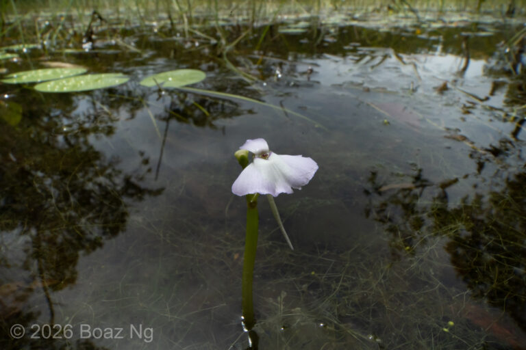 Utricularia tubulata Species Profile