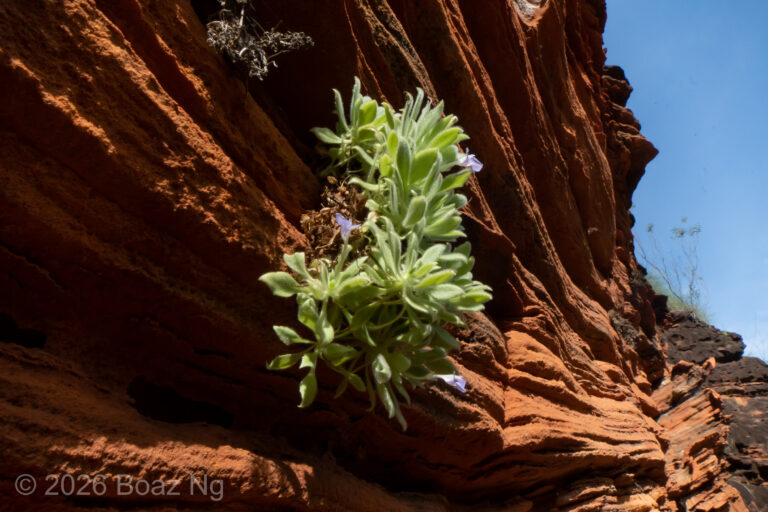 Vandellia cleistandra Species Profile
