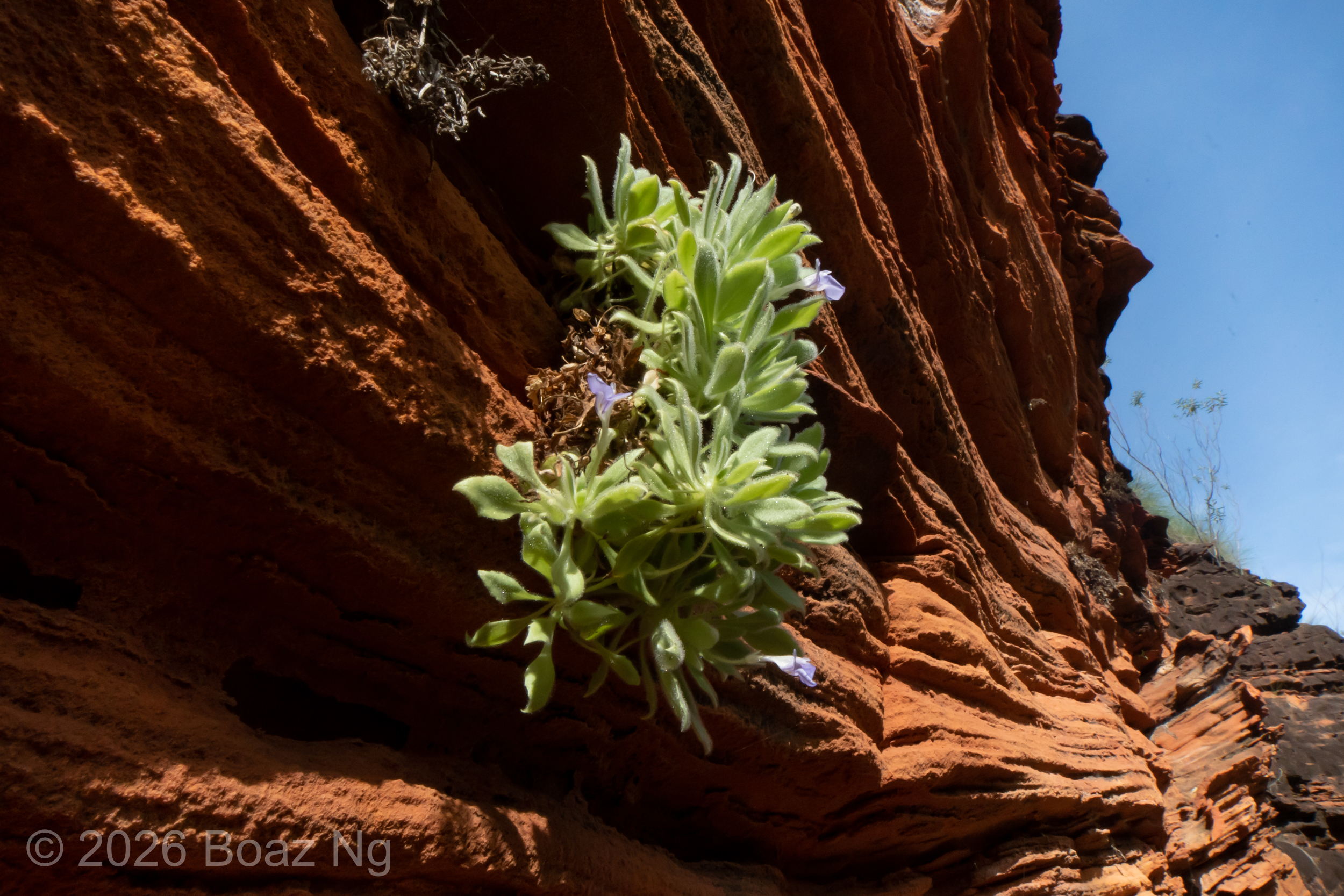 Vandellia cleistandra Species Profile