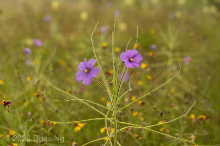Byblis filifolia species profile