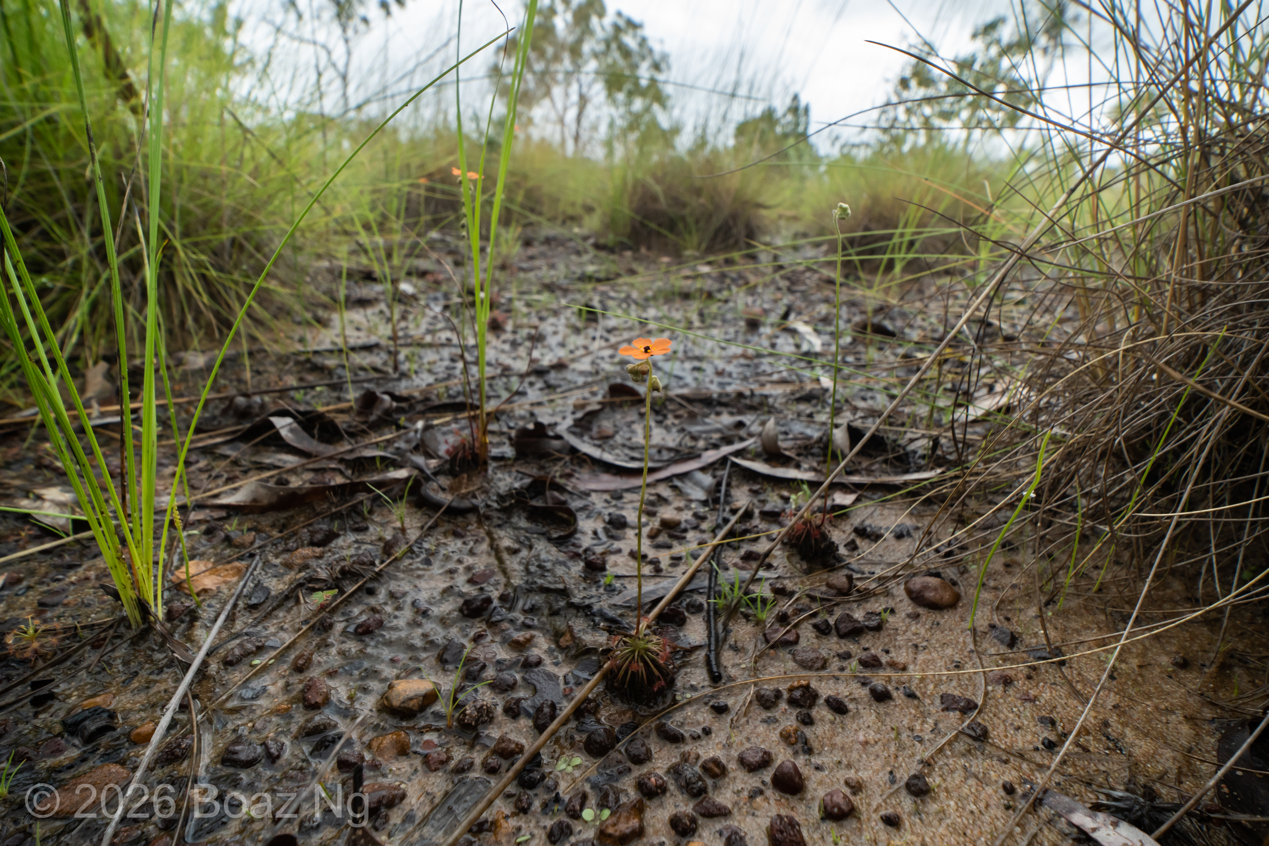 Drosera actinioides Species Profile