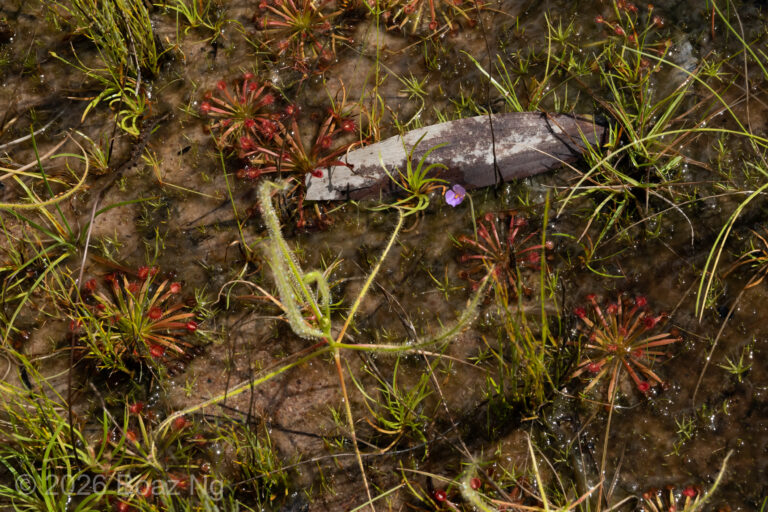 Incredible carnivorous plant biodiversity in the Darwin sand plains – a site study