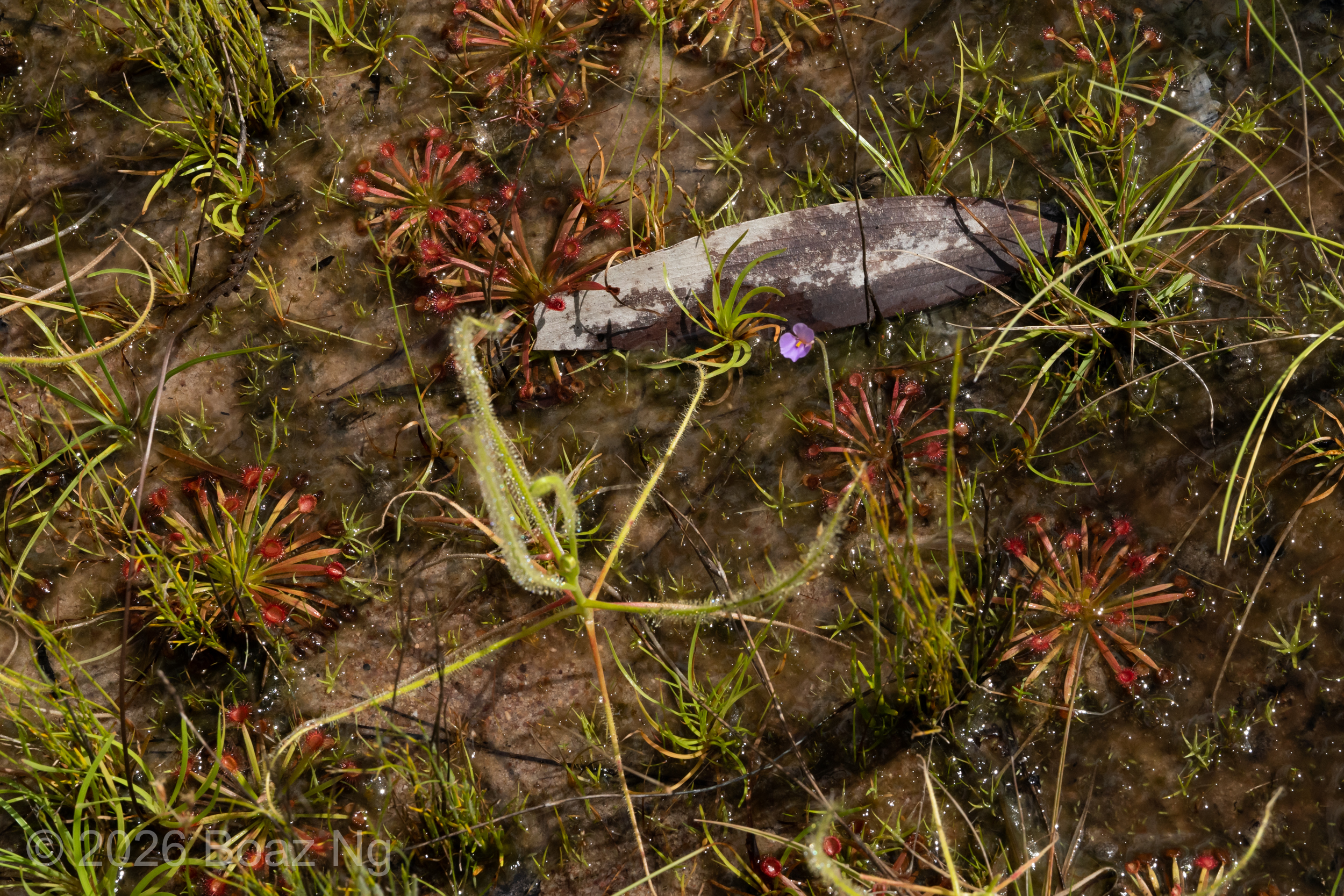 Incredible carnivorous plant biodiversity in the Darwin sand plains – a site study