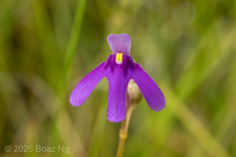 Utricularia tridactyla Species Profile