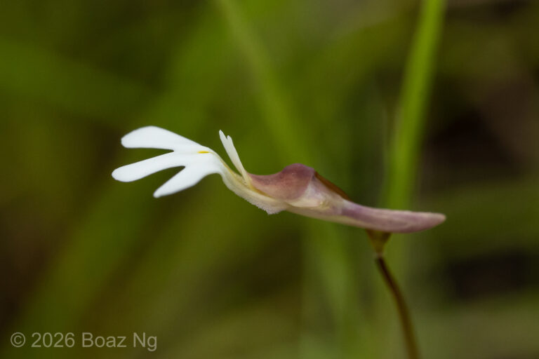 Utricularia georgei Species Profile