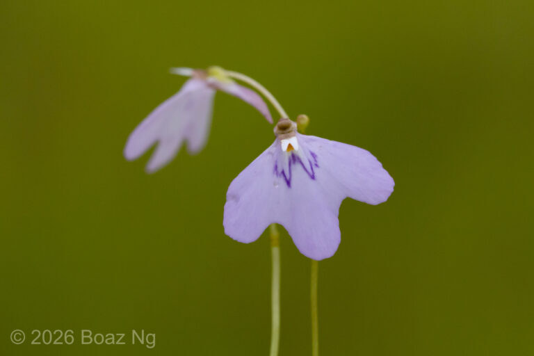 Utricularia papilliscapa Species Profile