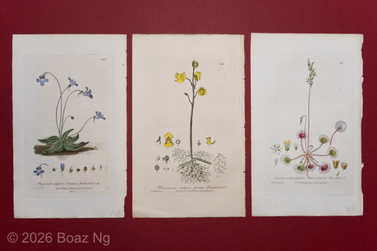 Bilder-Atlas des Pflanzenreichs植物界絵図アトラス Antique Carnivorous Plant Botanical Prints - Fierce Flora
