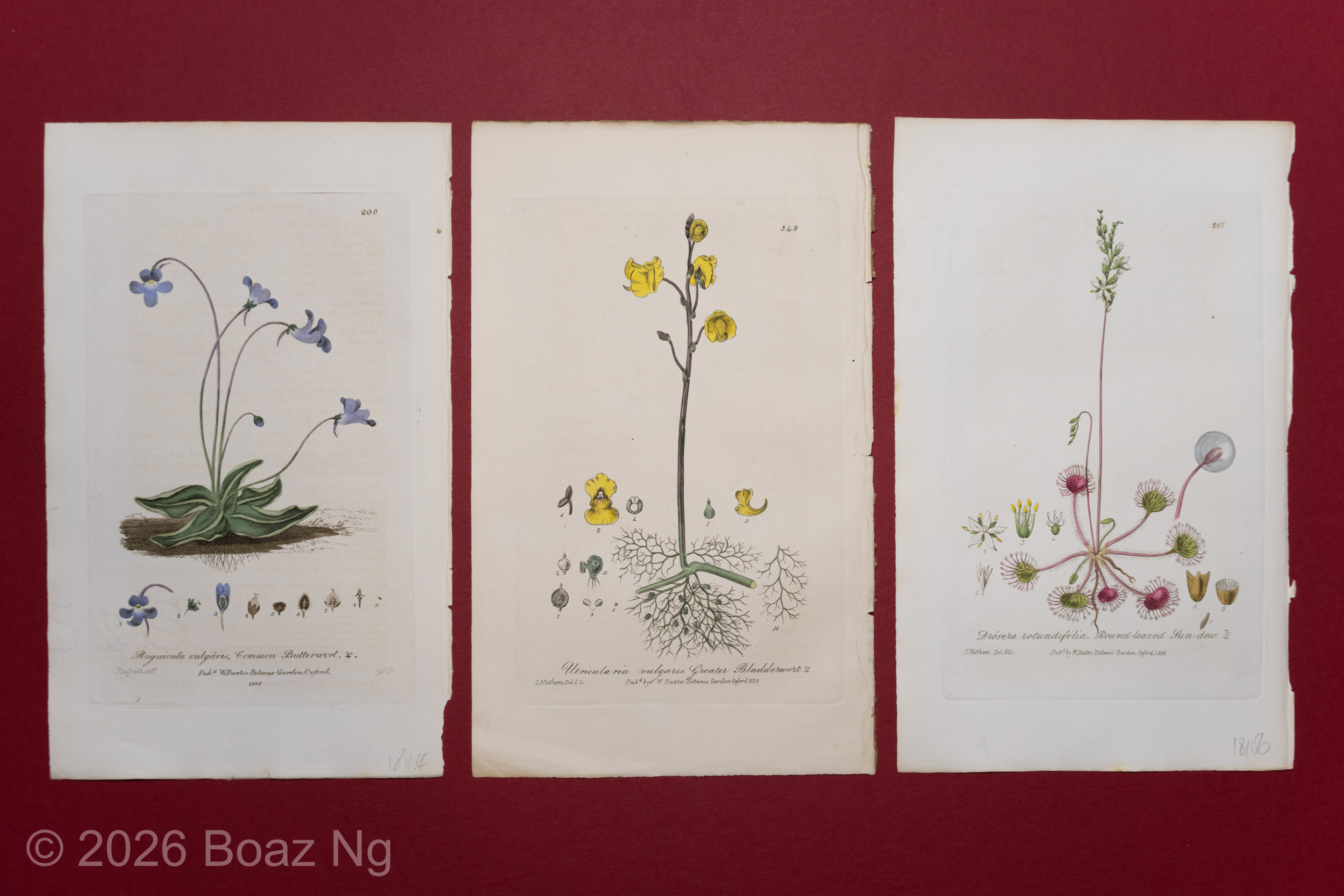 Antique Carnivorous Plant Botanical Prints