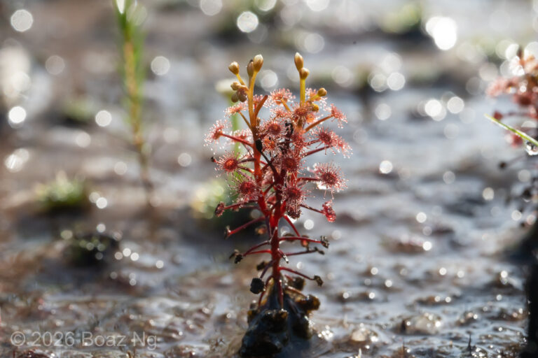 Drosera subtilis Species Profile