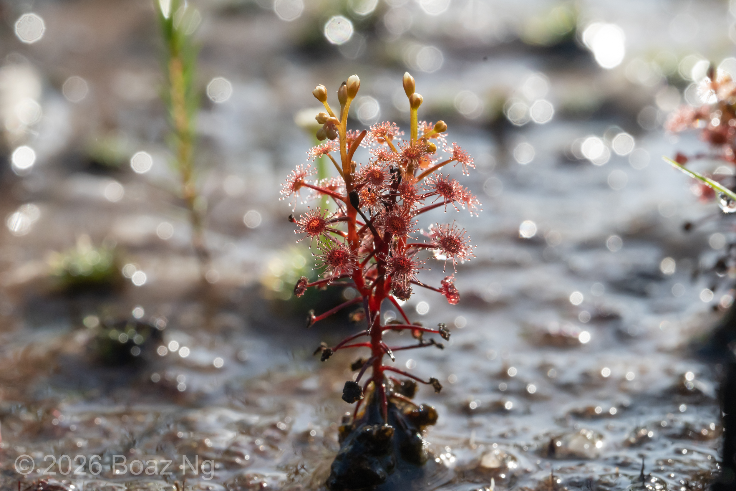 Drosera subtilis Species Profile