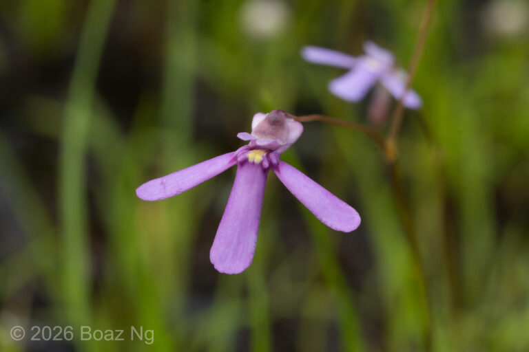 The Purple Form of Utricularia Kamienskii