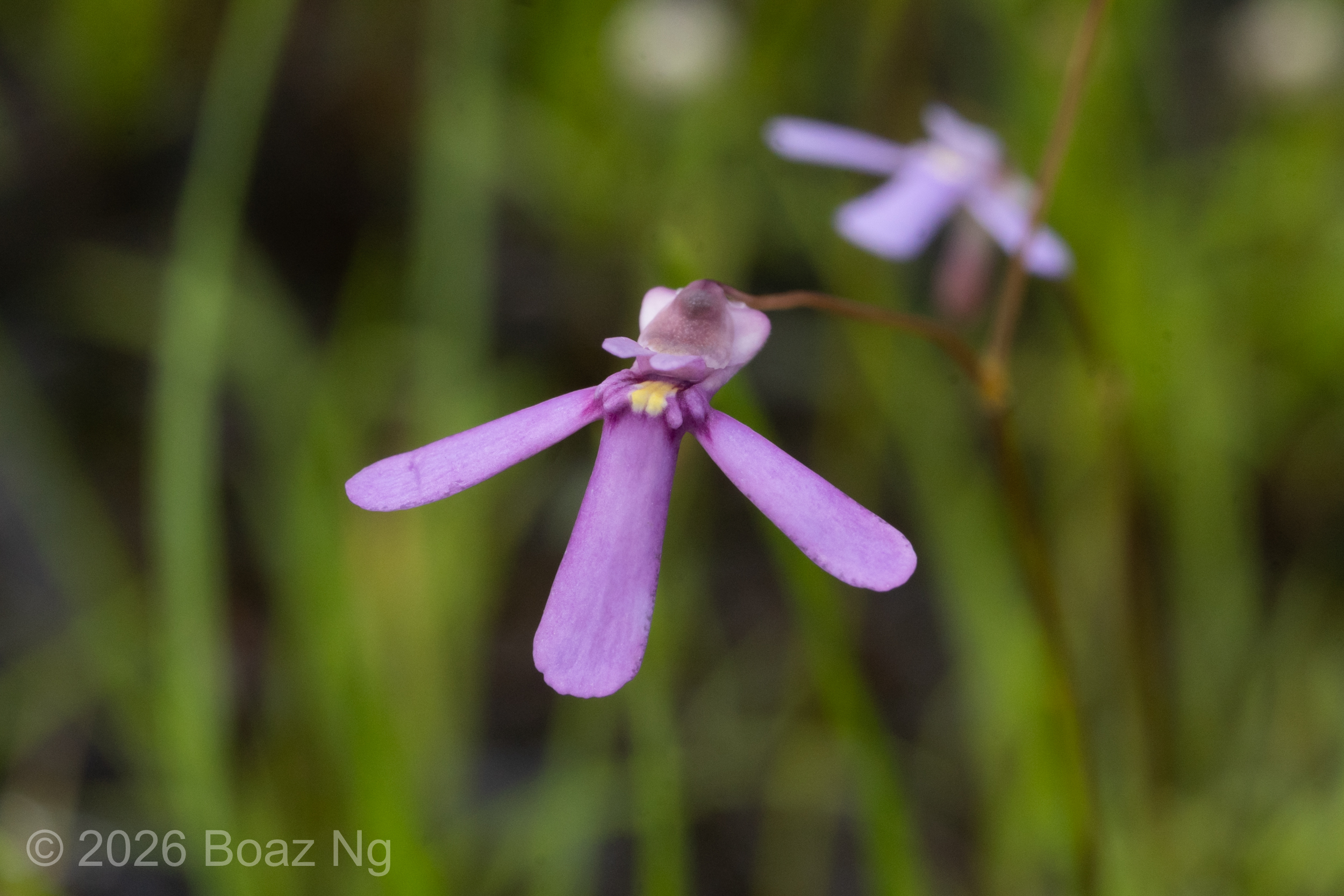 The Purple Form of Utricularia Kamienskii