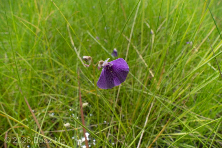 Utricularia bidentata Species Profile
