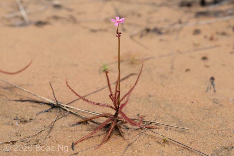 Drosera hartmeyerorum Species Profile
