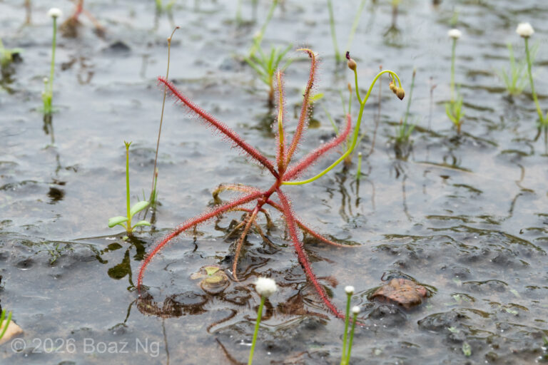 Drosera glabriscapa Species Profile