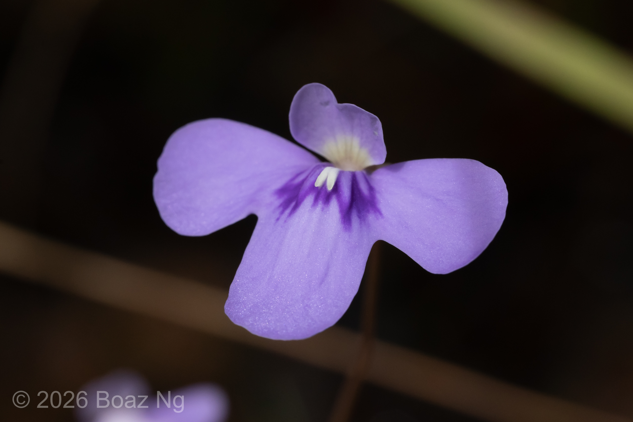 Utricularia cowiei Species Profile