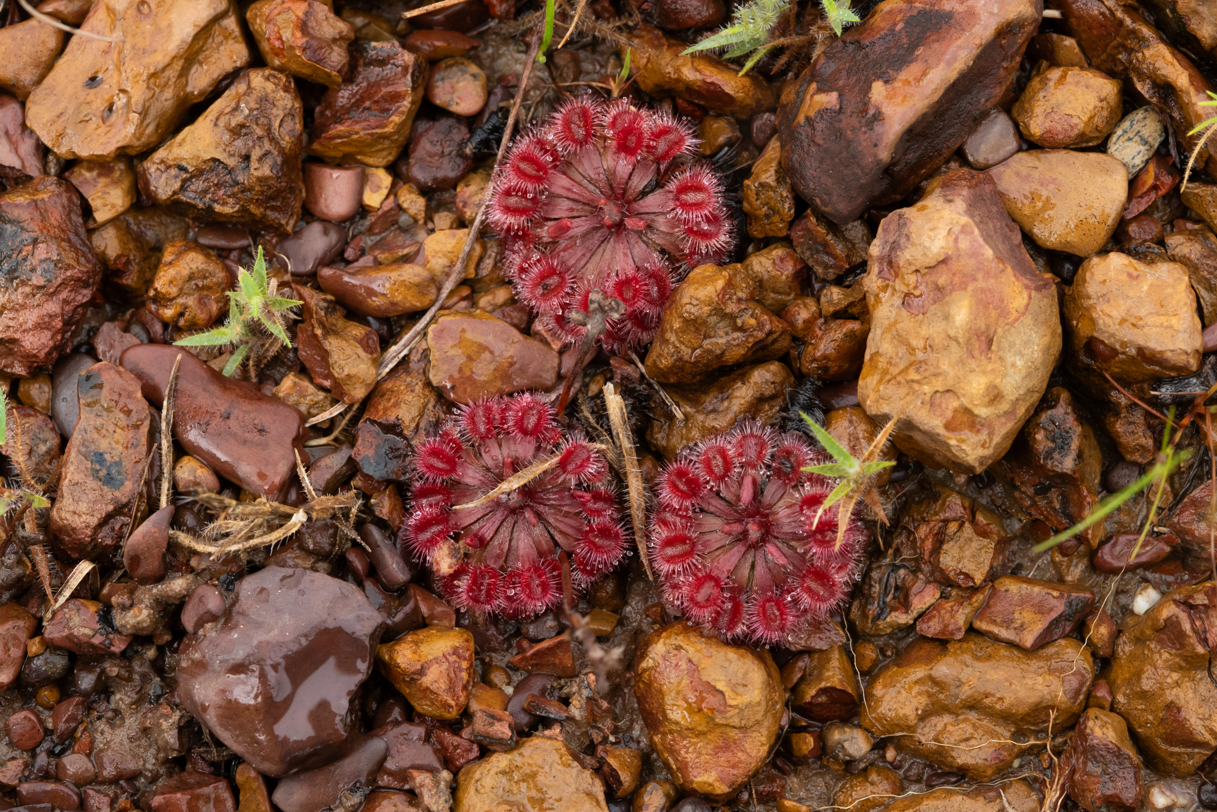 Drosera darwinensis Species Profile